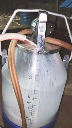 milking machine video #villagelife #farming