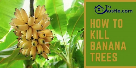 How to Kill Banana Trees? 3 Ways But No Damage to Others