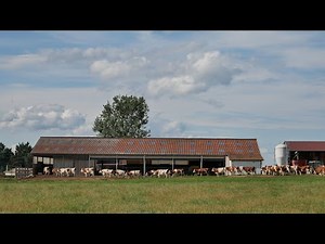 1 AN A LA FERME avec un éleveur laitier