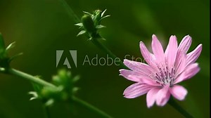 Beautiful pink flower on greenery background, with space for text, natural floral background