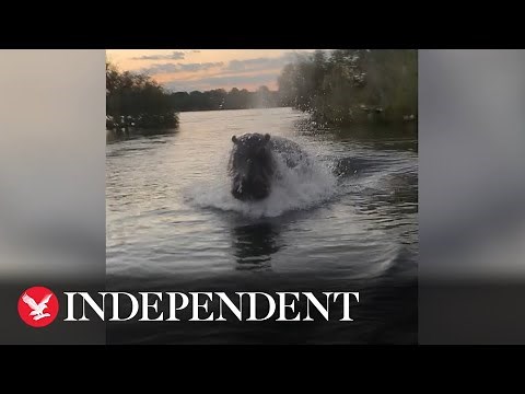 Hippo chases boat full of sightseers in Kenya