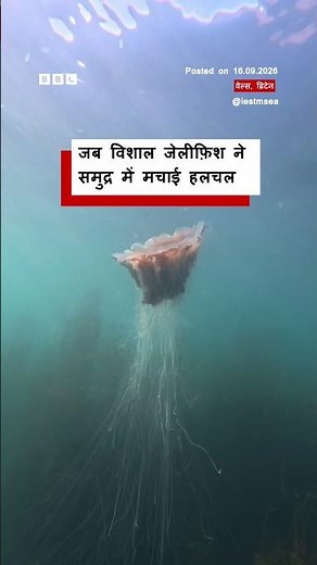Wales के समंदर में दिखी इतनी बड़ी Jellyfish (BBC Hindi)