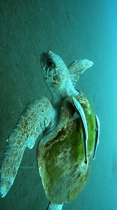 An Old Turtle Swimming wp lBKrq #wildlife #nature #ocean #fish #turtle | PreeOcean