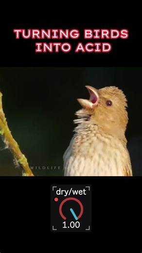 Philippe Esling on Instagram: "Birdies 3 / 3 - For the past 4 years, we have been working hard with @acids.paris in @ircam_paris to craft the future of musical instruments with neural audio synthesis. This is the last of our birdies series of real‑time timbre transfer with RAVE inside Ableton Live. This instrument uses our object `nn~` to run a new type of model that we trained on hours of TB303 that we generated ourselves. The latent controls are then mapped to a MIDI controller and we feed the