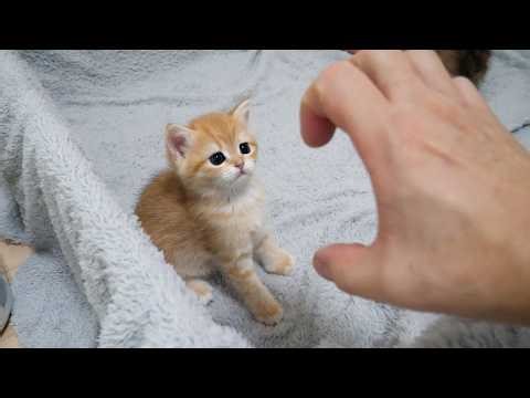 Cute little kitten that got a little scared by its owner's hand...
