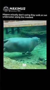 Hippos actually don't swing they walk or run underwater along the riverbed