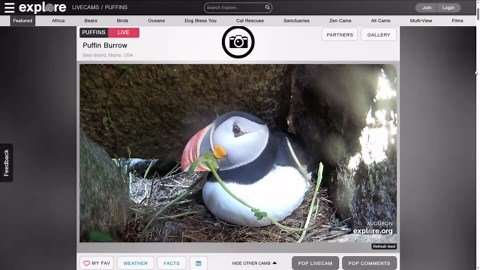 Puffin Watch: Puffling that hatched this week still needs a name
