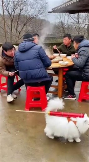 Cat's smoke bomb prank on friends! 🤣 #cat #aivideo