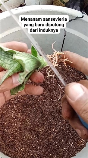 Planting new sansevieria shoots that have been separated from the mother plant. #sansevieria #sansevierias #planting #snakeplant #plantlover #sansevierialover #happyplanting | Dania Dani