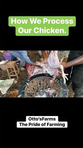 🐔⚙️ How We Process Our Chickens Using a Plucking Machine