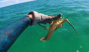 58K views · 184 reactions | Feeding a WILD Moray Eel | South Florida Fishing Channel | Facebook