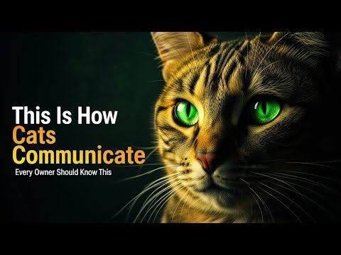 The Silent Language of Cats 🐱✨ | How to Understand What Your Cat Is Really Saying !