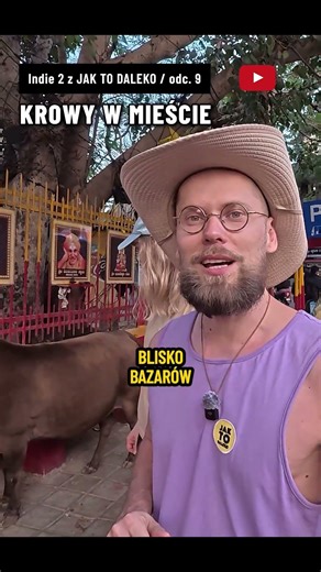 INDIA: 😮 COWS IN THE CITY - who let them out? Why do cows in India roam free? TOP interesting fact