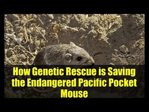 How Genetic Rescue is Saving the Endangered Pacific Pocket Mouse