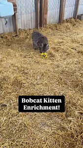 Bobcats typically consume 1 to 2 pounds of food daily, with rodents making up a portion of their diet. That’s why the realistic sound and mouse design of this toy are especially enticing to them. | Wild West Wildlife Rehabilitation Center