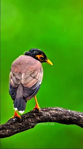 Common Myna | An intelligent bird that mimics human voices #information #animalfacts #commonmyna