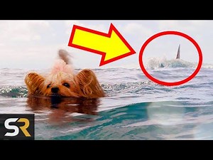 5 Fan Theories About The Meg That Might Actually Be True