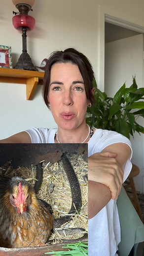 Since when do chooks and brown snakes hang out like they’re besties? 😳 Mum (farmie Carmie) got this photo the other day. She normally puts her hand under Ginger the chook to get the eggs when she’s being clucky… I think she might think twice before doing that any more! 🙊 | Steph Bartlett