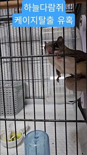 하늘다람쥐 탈출유혹?수법? #하늘다람쥐 #동물키우기 #flyingsquirrels #꼬미콩이 #cute #하늘하늘