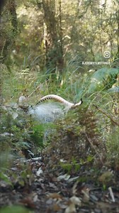 Did you know there's a bird in Australia that can incorporate the screech of a chainsaw into its mating call? It's the incredible lyrebird, famous for its mind-blowing ability to mimic sounds. Here's the coolest part: lyrebirds don't just sing, they MIMIC sounds! From the calls of other birds and animals to car alarms and even ambulance sirens, they can perfectly copy a wide variety. Imagine a song with a hawk screech mixed with a camera shutter – that's a lyrebird serenade! But why all the effo