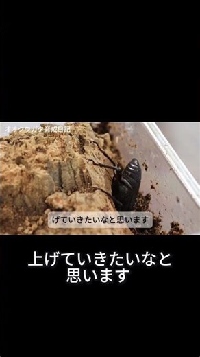 【育成日記#1】オオクワガタ飼育、はじめます！産卵キット準備編