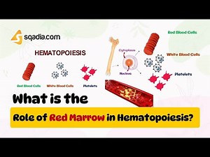 What is the Role of Red Marrow in Hematopoiesis? | Cell Biology and Physiology