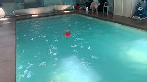 20 reactions | The next group swim was quite accidental as I was only planning on swimming the older labradoodle, Bella. But, Jake was acting like he was interested in swimming so I let him come into the pool area. Two seconds and he was off and swimming. Bella was a little less enthusiastic but swam quite well. | Sit, Stay, Swim | Facebook