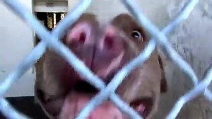 2.7K views · 281 reactions | In LONG BEACH SHELTER!! CANELO is the...