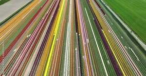 tulip flower fields in Holland, The Netherlands. SPring, new life, color, bright, agriculture.