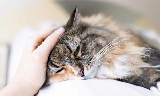 Clavamox Dosage Chart for Cats: Risks, Side Effects, Dosage, and More