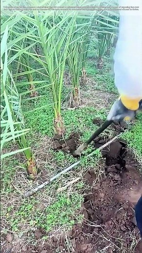 Uprooting Cultivation: Why Digging Up a Palm Secures the Next Harvest