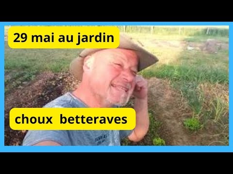 29 mai au jardin : les choux le paillage éclaircir les betteraves rouges 😥💪