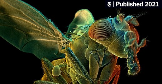 Why Scientists Have Spent Years Mapping This Creature’s Brain
