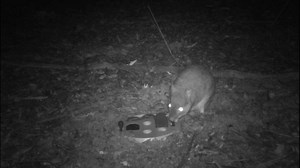 Native wildlife show off puzzle skills as animal researchers investigate problem-solving