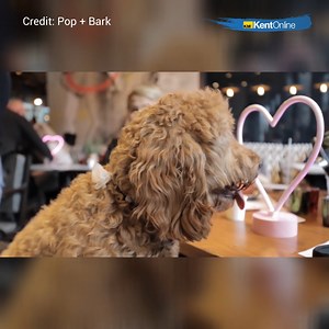 6.3K views · 54 reactions | So cute 殺 Full story: https://www.kentonline.co.uk/tunbridge-wells/news/first-cockapoo-caf-comes-to-kent-265938/ | KentOnline News | Facebook