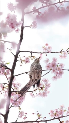 Quiet Kawazu Sakura Morning | Japan