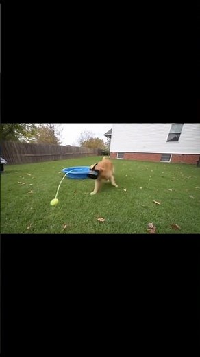 What Happens When You Put Virtual Reality Goggles On Your DOG? #360