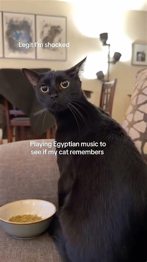 my cay is shcoked💥