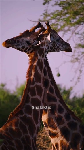 Giraffe Fights for Female are Brutal 🦒💔 #facts