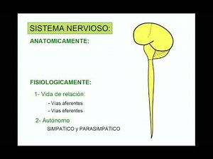 SISTEMA NERVIOSO 1