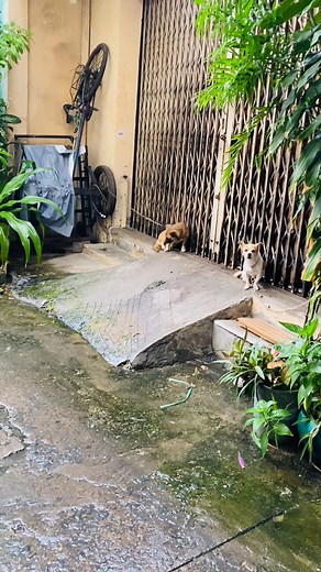 126K views · 3.4K reactions | Là một người nuôi Cún và thấy bức xúc, đừng nuôi vầy được không trời ơi! #ThuCungKhoeManh #vatnuoi #saigon #BMT | Charlie Nguyen | Facebook