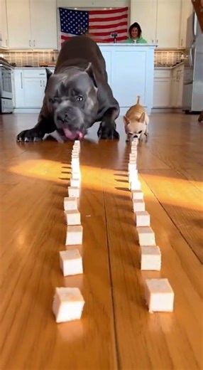 USA Endless Food Challenge… Tiny Chihuahua vs Giant Dog 🤯🐶🇺🇸🔥