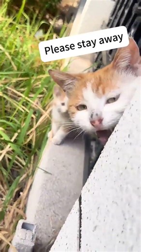 angry mom #shortvideo #cat