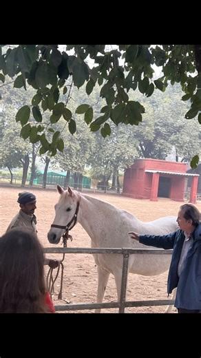 At Mona Depo, found a legendary horse with a legendary story related Prophet Muhammad PBUH ! The Legend: The Prophet Muhammad was traveling with a herd of horses. After depriving them of water for days to test them, he released them to a watering hole but called them back with a bugle call before they could drink. Only five mares stopped and returned to him, showing supreme loyalty. The Marking: As a blessing for their loyalty, the Prophet is said to have pressed his thumb into the neck of these