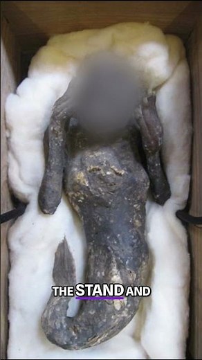 Mermaid Fossil Discovered In Japan SHOCKS Scientists