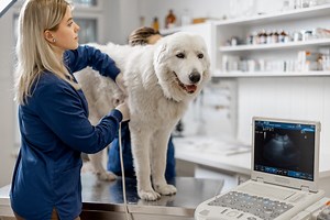 Lung Cancer In Dogs | PetMD