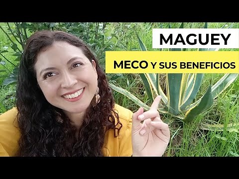Maguey meco: care for your home, uses, and health benefits of the Agave Americana