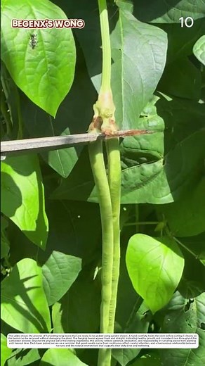Long Bean Harvesting: How Scissors Turn Plants Into Fresh Food