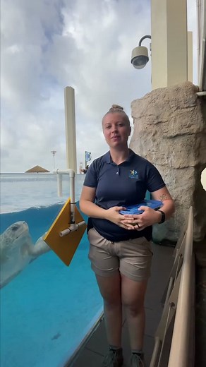 Its #WorldSeaTurtleWeek! Join Beth, Aquarist II, as she teaches us how we feed our sea turtles. 🐢 #aquarium #texas #MakeNightsEpic #animals