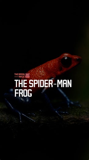 The Spider-Man Frog - What if one of the smallest frogs on Earth carried the colors of a superhero? How cansomething so tiny wield such danger? Its vivid skin tells a deadly truth hidden in plain sight. | The Brain Maze